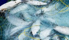 رشته شیلات در هنرستان شهید باهنر شهرستان شوشتر ایجاد شد رشته شیلات در هنرستان شهید باهنر شهرستان شوشتر ایجاد شد