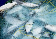 رشته شیلات در هنرستان شهید باهنر شهرستان شوشتر ایجاد شد رشته شیلات در هنرستان شهید باهنر شهرستان شوشتر ایجاد شد