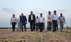 آغاز کشت نیشکر در ۲۰۰۰ هکتار از مزارع امام خمینی(ره) آغاز کشت نیشکر در ۲۰۰۰ هکتار از مزارع امام خمینی(ره)